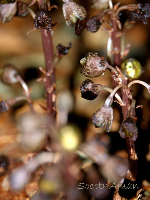 Gastrodia confusa