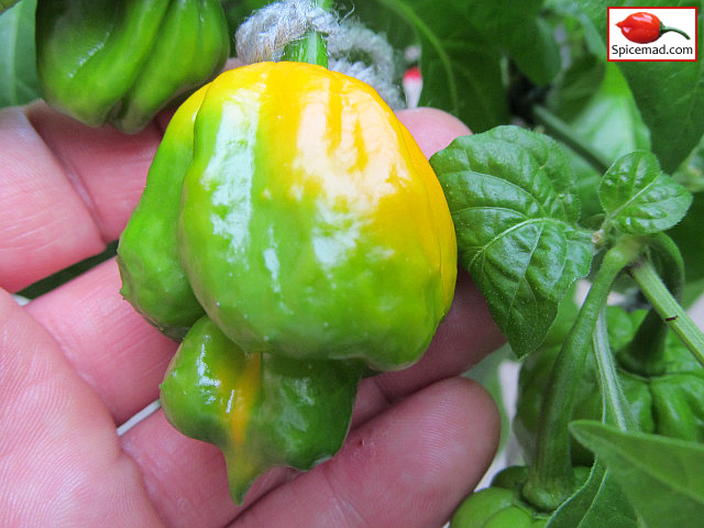 Papa Joe's Scotch Bonnet - 21st August 2022