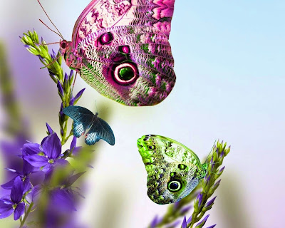 colourfull-butterfly-picture-image