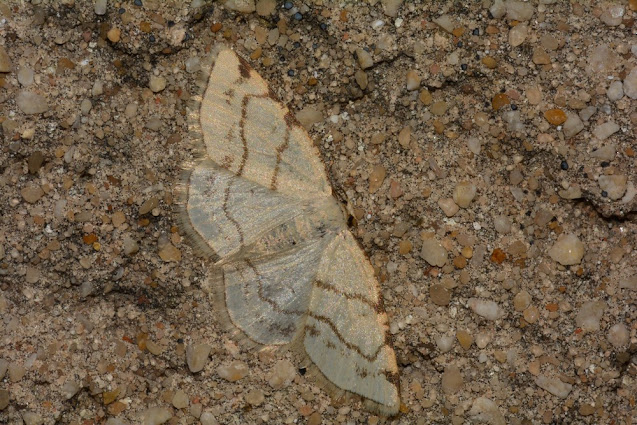 Stegania trimaculata