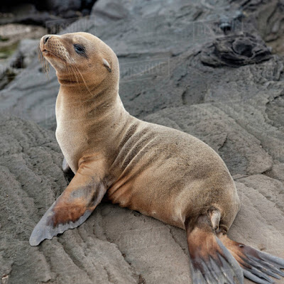 SealsCryToo® - Pinípedes - Otariidae