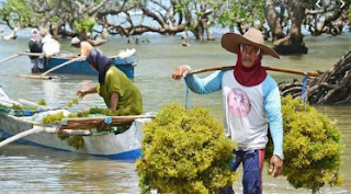 budidaya rumput laut