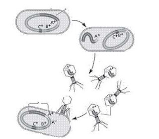 Reproduksi Bakteri Transduksi
