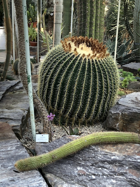 Botanischer Garten München