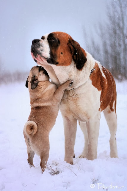 Cute puppy hug to dog 