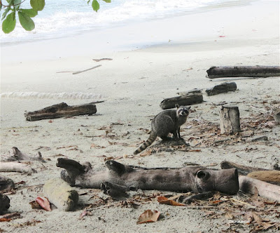 tropical raccoon, beach in Costa Rica