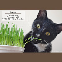 YPCK city kitty garden review