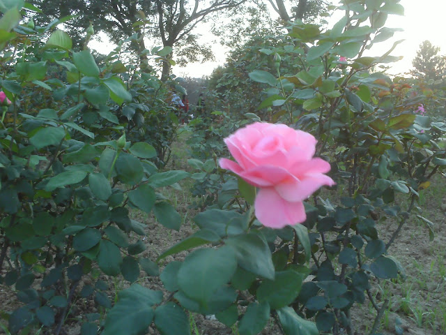 ROSE GARDEN, CHANDIGARH