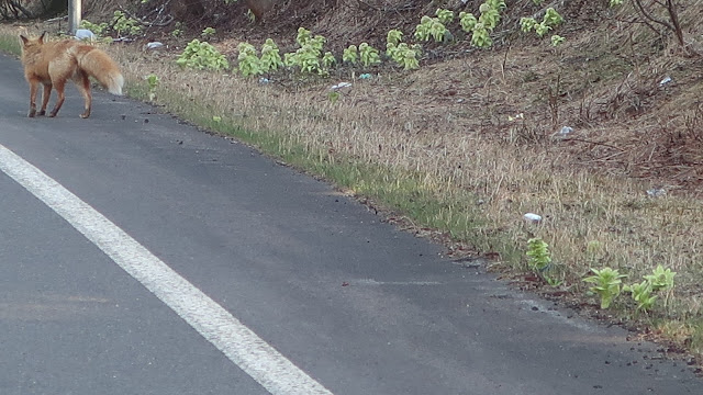 北海道 道東 根室 キタキツネ