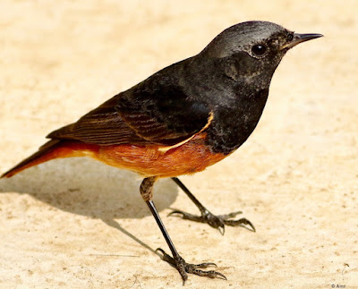 "Black Redstart (Phoenicurus ochruros) perched in the garden, displaying dark plumage with contrasting orange-red tail feathers. Winter common migrant to Mount Abu."
