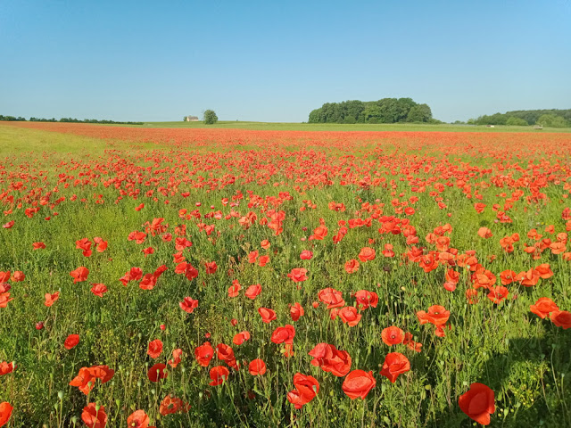 Field Poppy Papaver rhoeas, Indre et Loire, France. Photo by Loire Valley Time Travel.