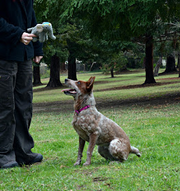 dog and stuffed elephant in park