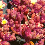 Flora of Algeria