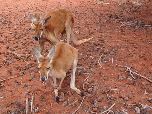 Red kangaroo facts and information