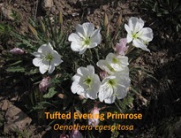 TEPrimrose
