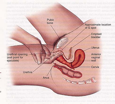  as it's a biogeographical location of'sensation' inside our vagina