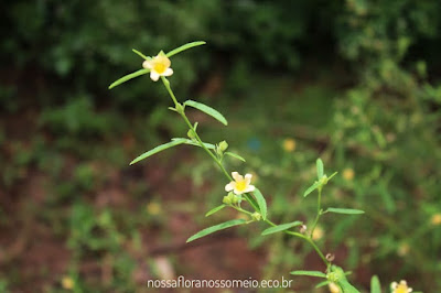 Guanxuma-de-espinho com caule ereto, folhas lanceoladas e com algumas flores amarelas