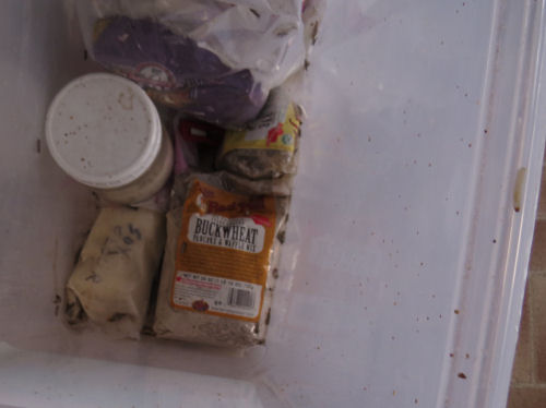 tub with packages of flour and grain moths