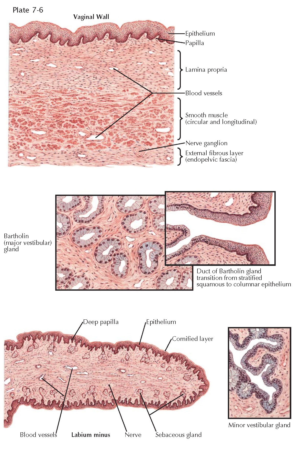 VULVA AND VAGINA HISTOLOGY