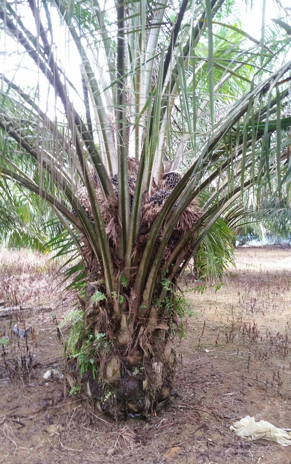 Warisan Petani Kebun Kelapa  Sawit  2 Pemangkasan Pelepah  