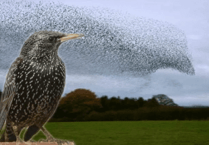 15 Name Birds Can Imitate Human Voice