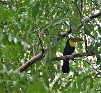 Toucan at Tikal Guatemala