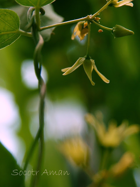 Cynanchum sublanceolatum