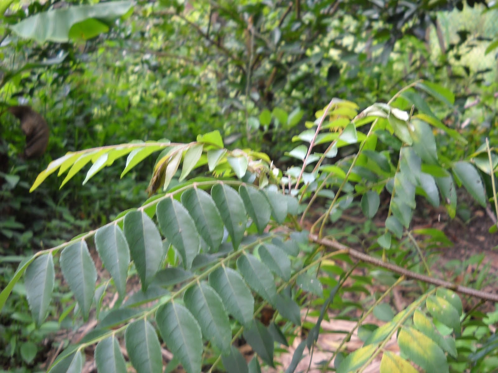 KENALI POKOK SAYANGI POKOK: POKOK KARI