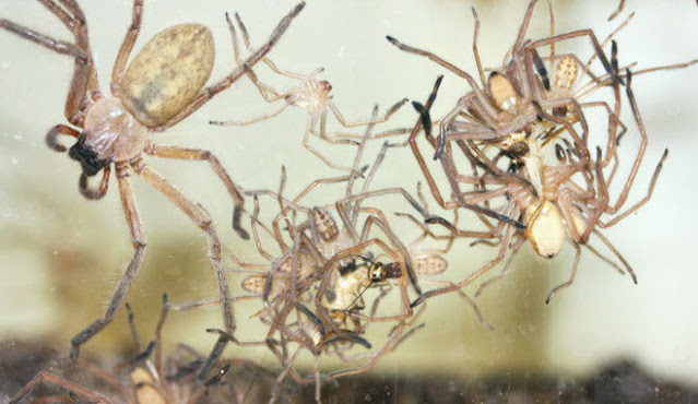 Inside their laboratory enclosure, two clusters of hungry young huntsman spiders from their mother's different clutches feast on crickets. In the unusually family-tolerant Delena cancerides, an older, immature male feeds among younger half-sibs at the bottom of the right-hand cluster.© LINDA S. RAYOR