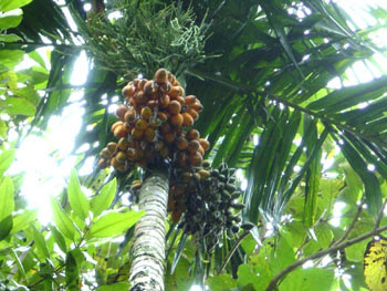  Betel Nut Tree Picture