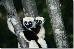 Coquerels-Sifaka-5753
