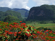 Conocimiento Culturas, Religiones y Creencias: Wallpaper Paisajes Naturales . (paisajesnaturales arbolescuba)