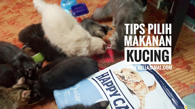 Ini Adalah Bellarina Natasya: TIPS Memilih Makanan Kucing (Cat Food)