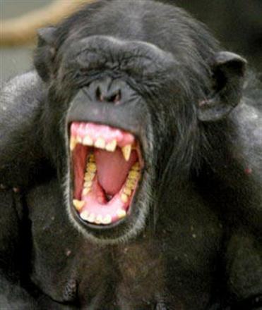 chimp attack chimp attack