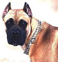 Specifically Type of Dog Alano Espanol Alano Espanol (Spanish Alano) (Spanish Bulldog)

 Dog  Alano Espanol