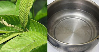 chữa dứt điểm hôi miệng bằng lá ổi