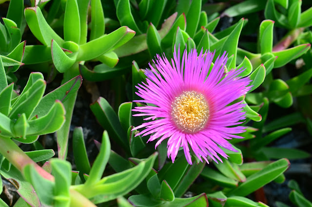 Ice Plant, Hottentot Fig, Sour Fig