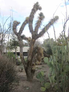 Ethel M Cactus Garden Joshua Tree.