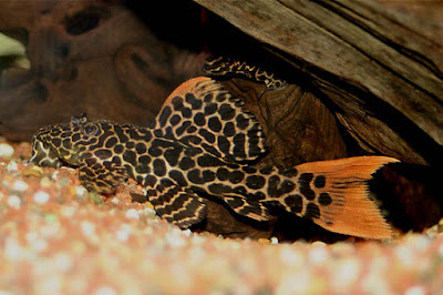The Great Freshwater Algae Eaters in Fish Tank: Leopard Cactus ...