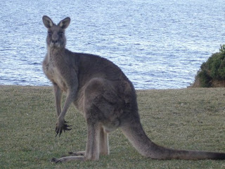 Baby Kangaroos