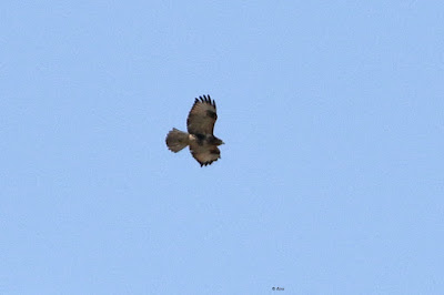 Common Buzzard