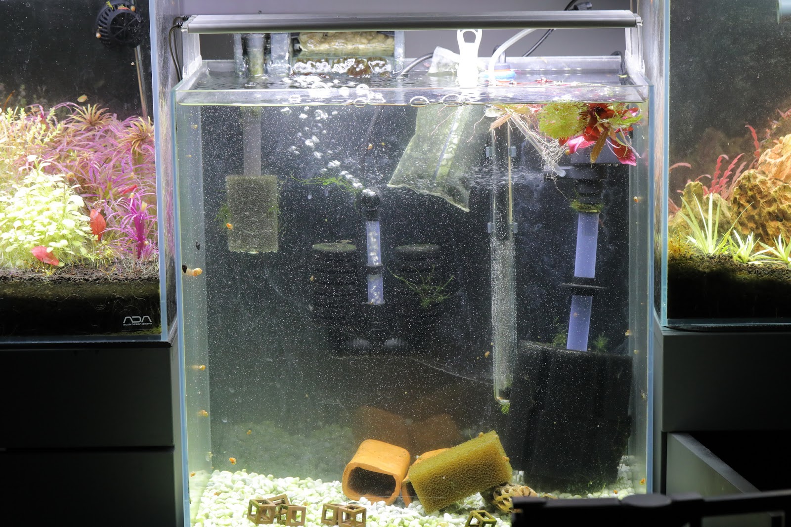 Using Seachem Purigen to clear up a cloudy tank 