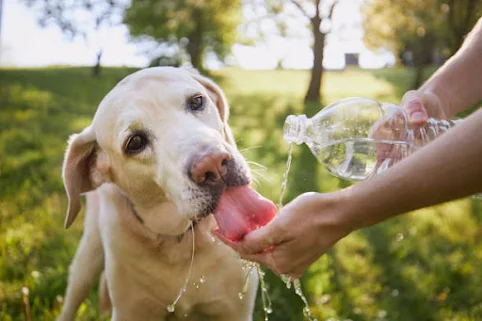 As the summer heat rolls in, it's important to remember that our furry friends need extra care and attention to stay cool and safe. Dogs are susceptible to heatstroke and other heat-related