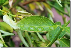 water leaf