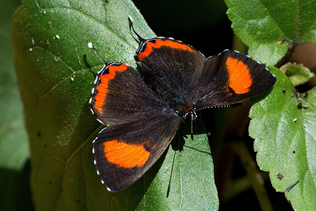 Heliophorus epicles the Purple Sapphire butterfly