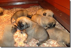 Pups - Week 3