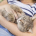 A Veterinarians Tips for Senior Cat Longevity