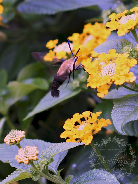 Hummingbird Moth