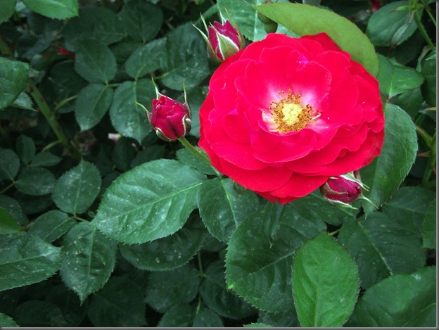 DSCF4667