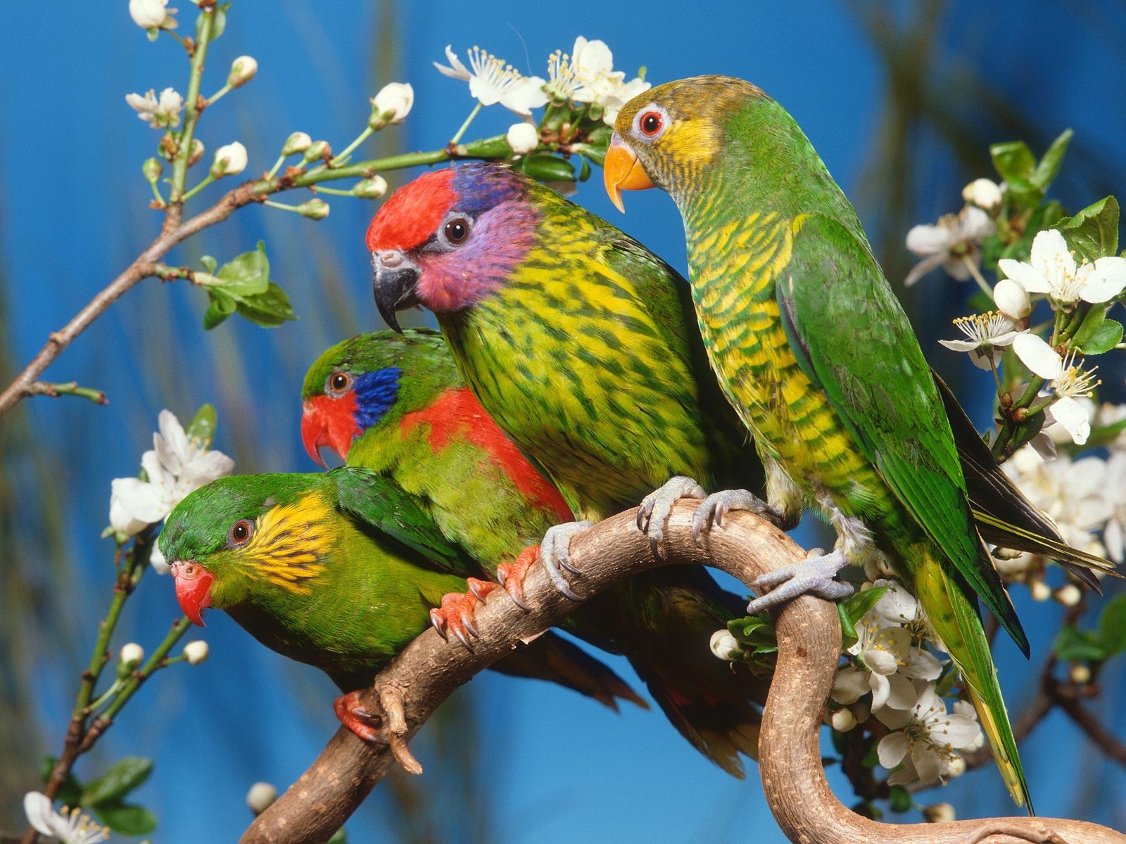 Mewarnai Gambar  Burung  Betet Mewarnai Gambar 